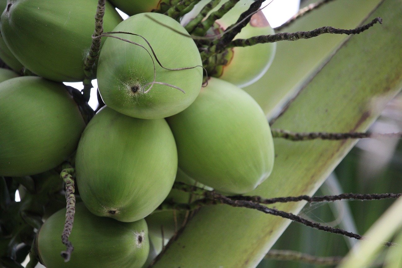 coconut, coconut tree, thailand-3024332.jpg